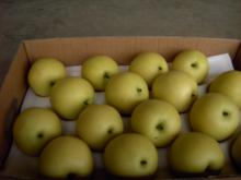 new crown pear