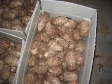 selling fresh taro