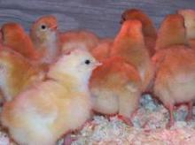  Chicken  Eggs,  Broilers  & Layers For  Sale 