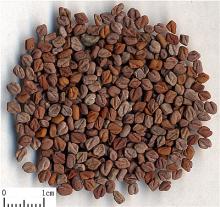 Common Fenugreek Seed P.E.