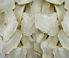  Horseradish   slice s