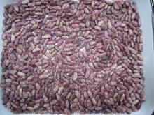  RED   LIGHT   SPECKLED  KIDNEY  BEANS 
