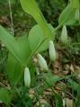  Polygonatum  P.E.