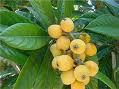 Loquat Leaf extract 20%