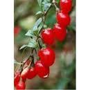 Schisandra fruit extract