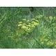  Fennel  seed  extract 