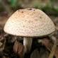 Cloud Mushroom P.E.(Polysaccharides 50%)