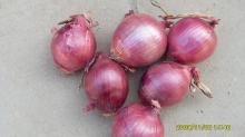 2012  new   fresh   red   onion 