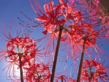 Natural lycoris radiate extract:Galanthamine HBr