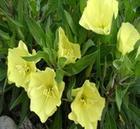 Evening primrose /Oenothera Biennis