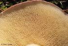 Dried Slippery Jack mushroom