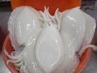 Dosidicus gigas squid