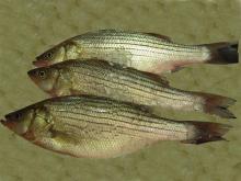 stripped bass