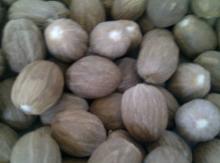nutmeg  ABCD 