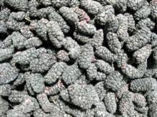 frozen mulberry