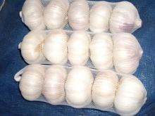normal white garlic in tube packing