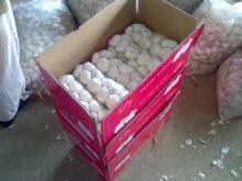 normal white garlic tube packing in carton