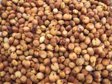 Chinese New Crop Non GMO High quality Red Sorghum