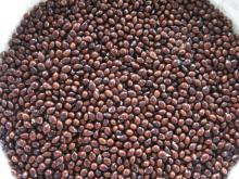 Chinese New Crop Non GMO High Quality Glutinous  Broom   Corn   Millet 