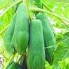 Papain 500TU/mg; 1,000,000u/g