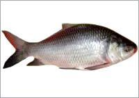Katla Fish