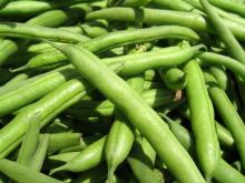 Frozen Sword Bean
