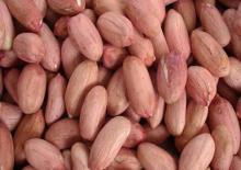 peanut kernel, crop 2011
