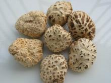 dried shiitake