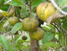 The  elephant  apple, or wood apple