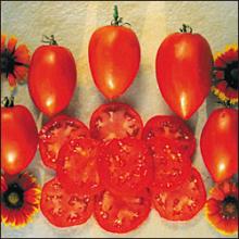 Amish Paste Tomato for sale