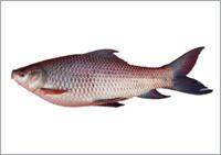  Rohu   Fish 
