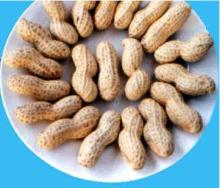 roasted peanut in shell