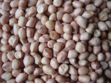 China peanut kernel, crop 2011