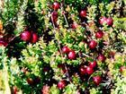  Cranberry   Anthocyanin 