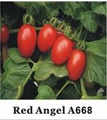Grape Tomato Seeds A 668