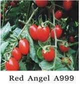 Grape Tomato Seeds A 999