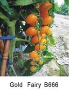Grape Tomato Seeds B 666