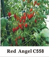 Grape Tomato Seeds C 558