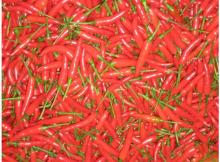  FRESH   CHILLI 