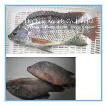 frozen black tilapia gutted & scaled