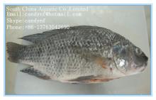  Tilapia  WR,GS, GGS ,Skined on,Fillet