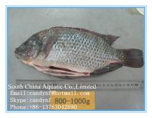  nile  tilapia