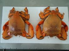 Spanner Crab