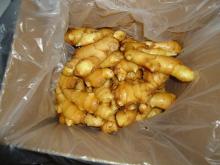fresh  ginger s in  carton 
