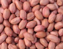 blanched peanut,peanut kernel
