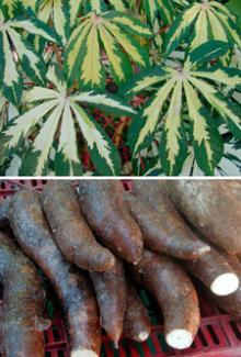 Cassava