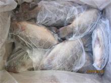frozen tilapia whole round