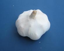 5.0cm pure white garlic