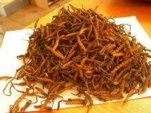 Cordyceps powder