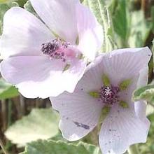  Marsh   Mallow  P.E
